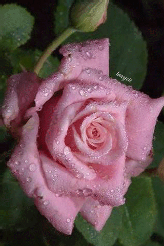 Бледная роза в капельках - Открытки с розами, gif скачать бесплатно
