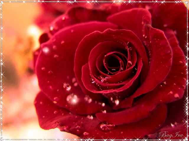 Красивая красная роза - Открытки с розами, gif скачать бесплатно