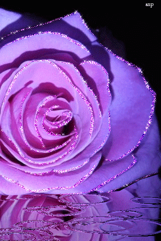 Сиреневая роза - Открытки с розами, gif скачать бесплатно