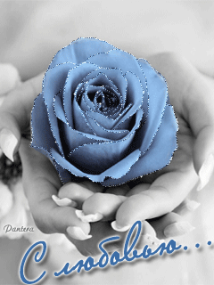 Голубая роза в руках - Открытки с розами, gif скачать бесплатно