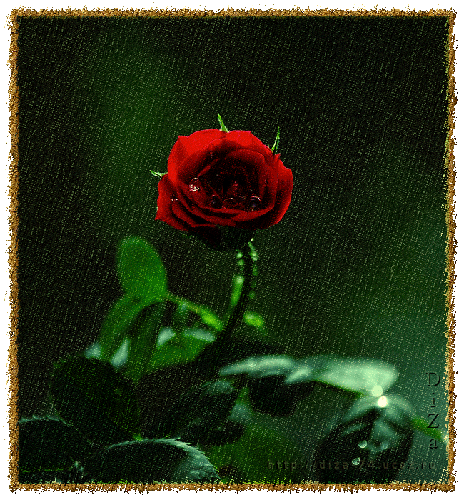 Одинокая роза - Открытки с розами, gif скачать бесплатно