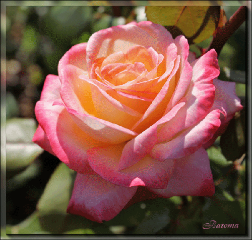 Цветущая роза - Открытки с розами, gif скачать бесплатно