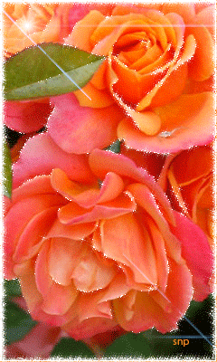 Красивые розы - Открытки с розами, gif скачать бесплатно